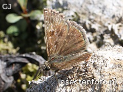 vlinder (1492*1119)
